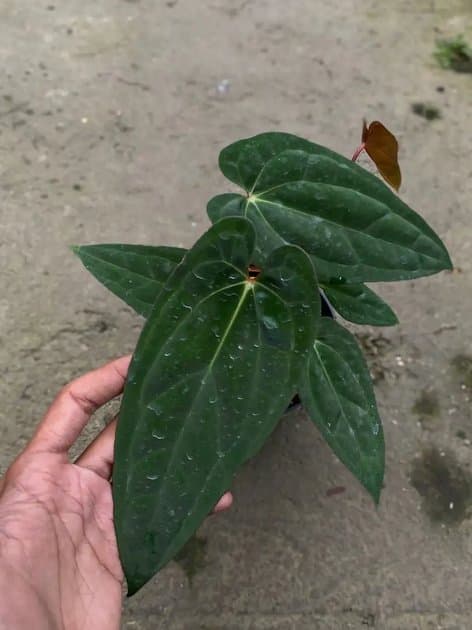 Anthurium Goliath x Blue Papillilaminum — Anthuriums for sale on Inflos