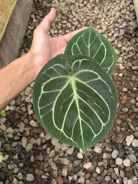 Anthurium King Of Spades — Anthuriums for sale on Inflos