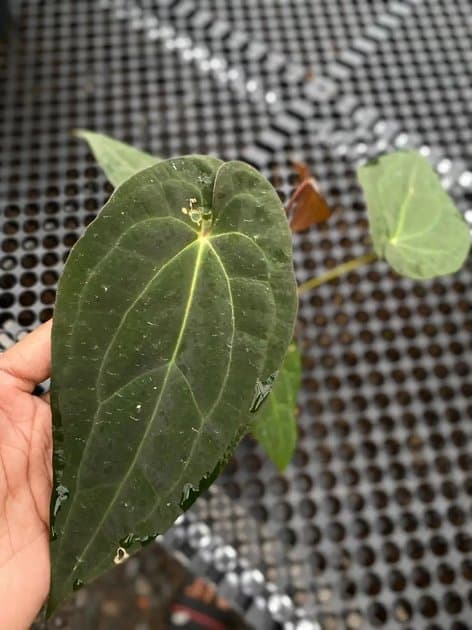 Anthurium Fortsherman x RVDP — Anthuriums for sale on Inflos