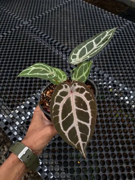 Anthurium Red Tiger — Anthuriums for sale on Inflos