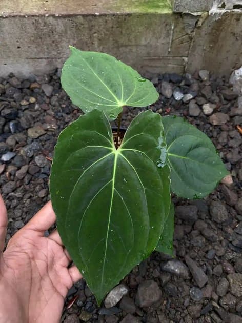 Anthurium Dark Phoenix — Anthuriums for sale on Inflos