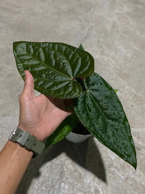 Anthurium Papillilaminum Fortsherman x Luxurian Ecuador — Anthuriums for sale on Inflos