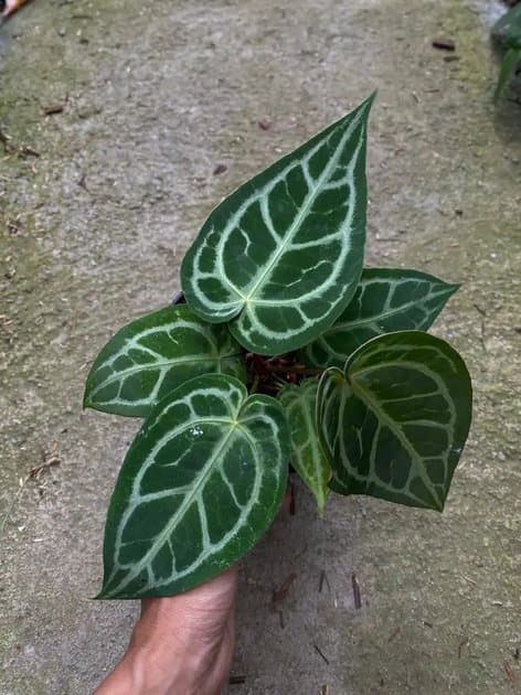 Anthurium Silver Blush x Tiger Red — Anthuriums for sale on Inflos