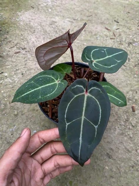 Anthurium Red Hoffmanii x Michelle — Anthuriums for sale on Inflos