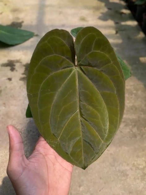 Anthurium Ace Of Spades x Dressleri — Anthuriums for sale on Inflos