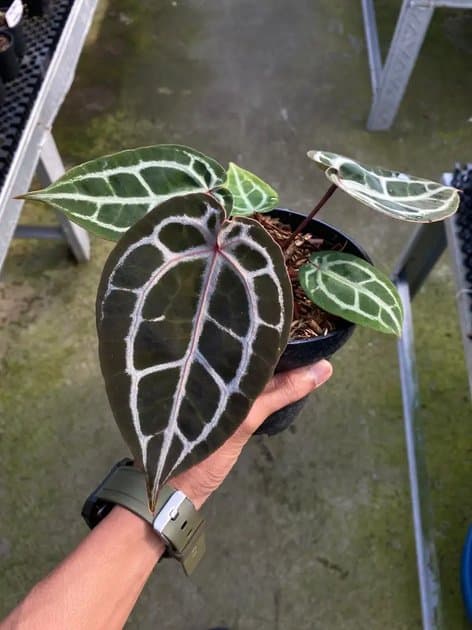 Anthurium Michelle x Red Crystallinum NSE — Anthuriums for sale on Inflos