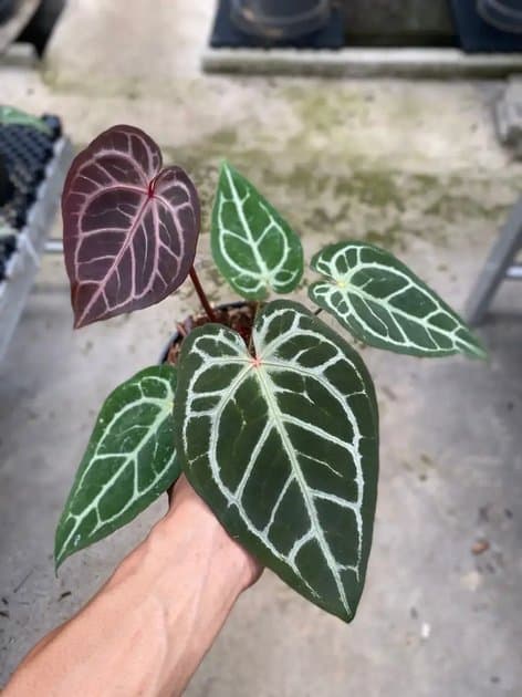 Anthurium Silver Blush Purple x Red Crystallinum — Anthuriums for sale on Inflos