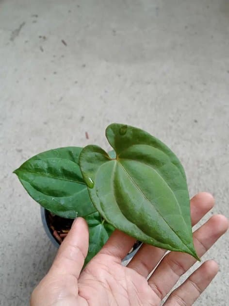 Anthurium Rvdp x Goliath — Anthuriums for sale on Inflos