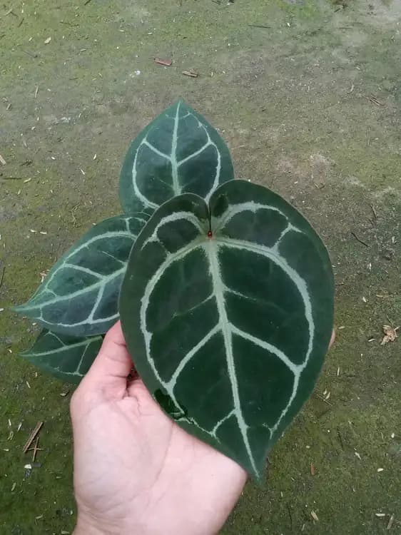 Anthurium Black Crystallinum — Anthuriums for sale on Inflos