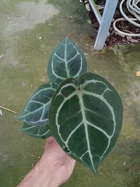 Anthurium Black Crystallinum — Anthuriums for sale on Inflos
