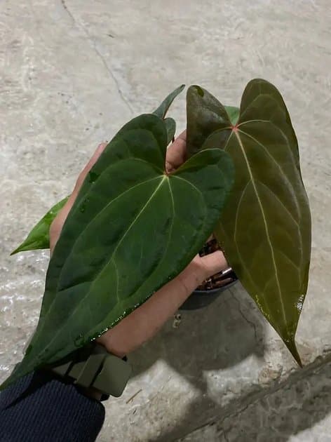 Anthurium Blue Xone — Anthuriums for sale on Inflos