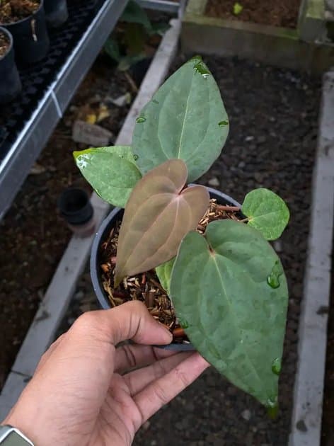 Anthurium RVDP — Anthuriums for sale on Inflos