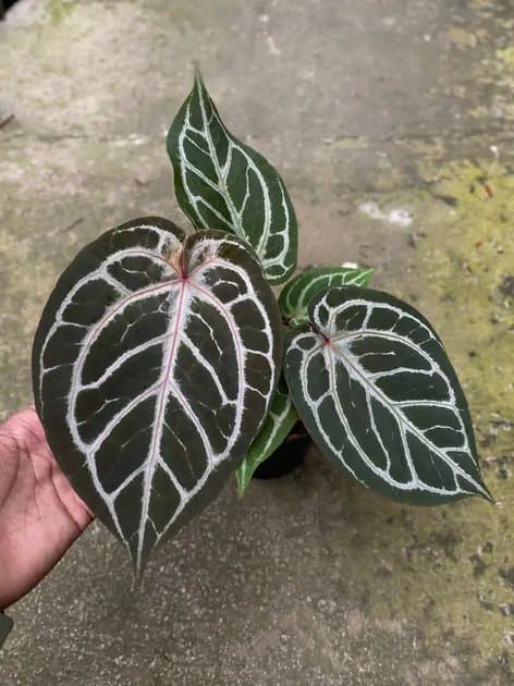 Anthurium King Of Spades x Tiger Red — Anthuriums for sale on Inflos