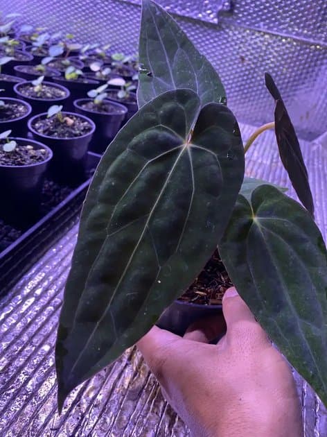 Anthurium Papillilaminum x One x RVDP — Anthuriums for sale on Inflos