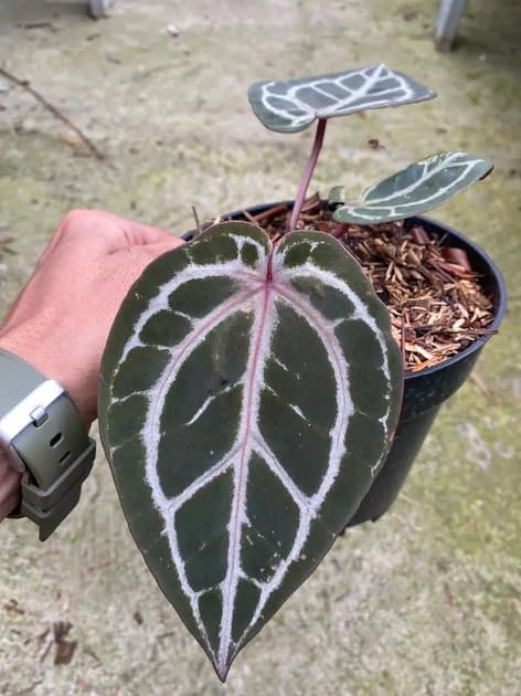 Anthurium Tiger Red x Red Tezula — Anthuriums for sale on Inflos