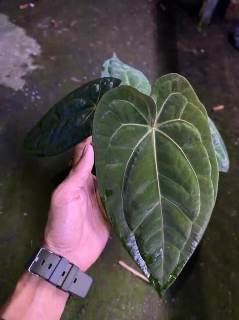 Anthurium Ace Of Spades x RVDP — Anthuriums for sale on Inflos
