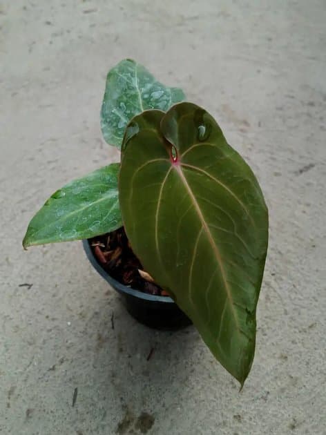 Anthurium Red Queen x Fortsherman — Anthuriums for sale on Inflos