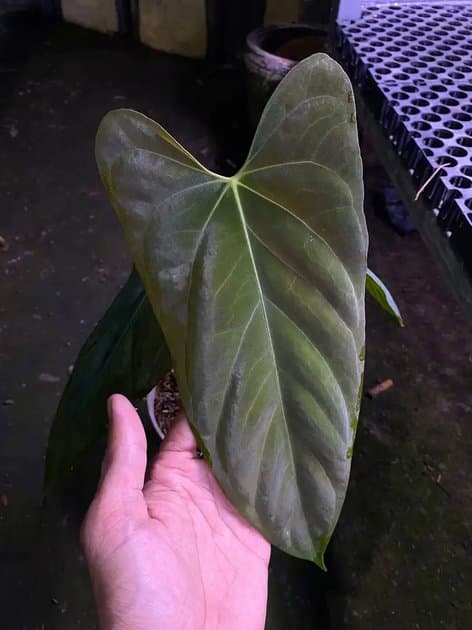 Anthurium Blue Papillilaminum x Goliath — Anthuriums for sale on Inflos