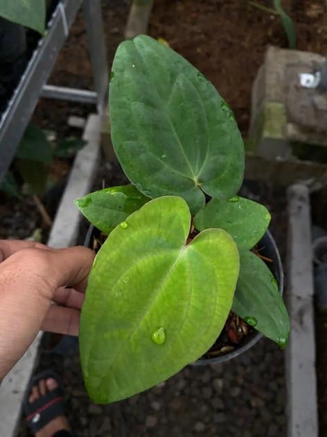 Anthurium RVDP — Anthuriums for sale on Inflos