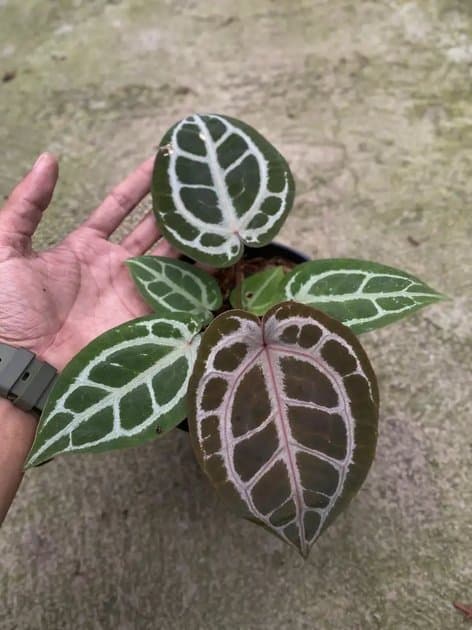 Anthurium Michelle x Tiger Red — Anthuriums for sale on Inflos