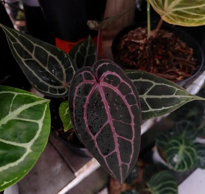 Anthurium Dockblok x Red Tezula — Anthuriums for sale on Inflos