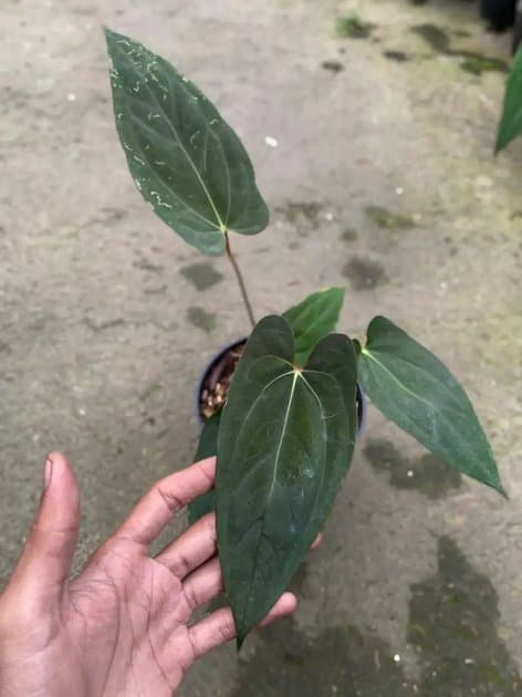 Anthurium Blue Papillilaminum x Goliath — Anthuriums for sale on Inflos