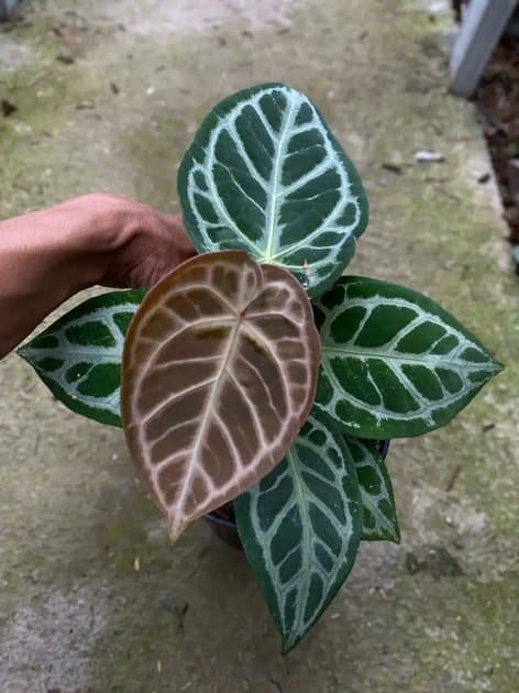 Anthurium Silver Blush x Tiger Red — Anthuriums for sale on Inflos