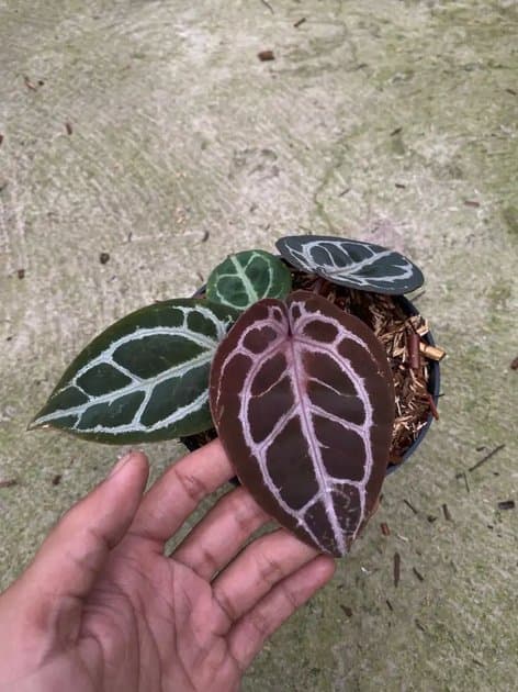 Anthurium Red Tiger — Anthuriums for sale on Inflos