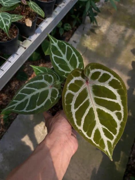 Anthurium Dorayaki Silver x Michelle — Anthuriums for sale on Inflos