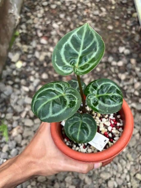 King Of Spades Mutation — Anthuriums for sale on Inflos