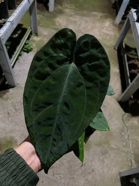 Anthurium Ace Of Spades Indotipe Dark Form — Anthuriums for sale on Inflos