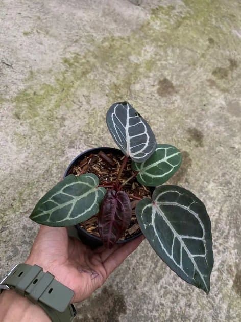 Anthurium Crystallinum NSE x Red Tezula — Anthuriums for sale on Inflos