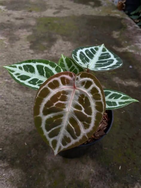 Anthurium Silver Chrome x Red Tiger — Anthuriums for sale on Inflos