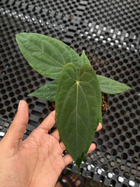 Anthurium Fortsherman x RVDP — Anthuriums for sale on Inflos