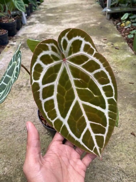 Anthurium Minahasa x Michelle — Anthuriums for sale on Inflos