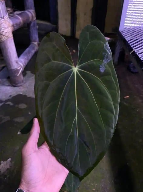 Anthurium Papillilaminum x One x Darkes Panama — Anthuriums for sale on Inflos