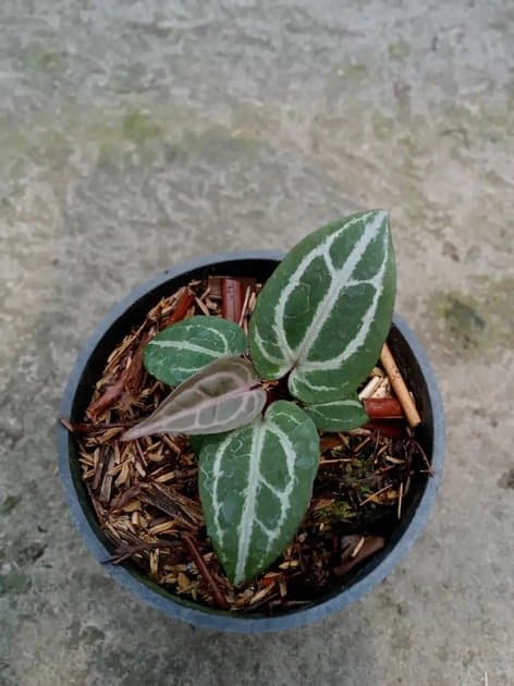 Anthurium Michelle Purple — Anthuriums for sale on Inflos