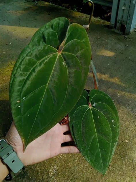 Anthurium Red Vein x Dark Phoenix (RVDP/night Dragon) — Anthuriums for sale on Inflos