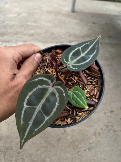 Anthurium Michelle x Michelle — Anthuriums for sale on Inflos