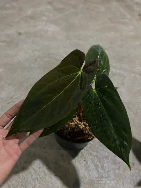 Anthurium Papillilaminum Fortsherman — Anthuriums for sale on Inflos