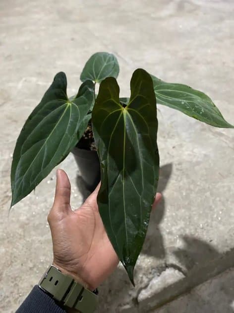 Anthurium Papillilaminum x One — Anthuriums for sale on Inflos