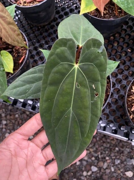 Anthurium Fortsherman x RVDP — Anthuriums for sale on Inflos