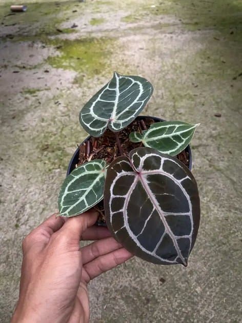 Anthurium Red Tiger — Anthuriums for sale on Inflos