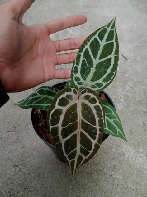 Anthurium Red Tiger x Mojang — Anthuriums for sale on Inflos