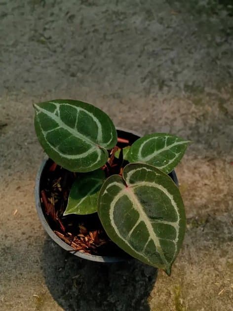 Anthurium Michelle Self — Anthuriums for sale on Inflos