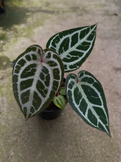 Anthurium Red Tiger Mutasi — Anthuriums for sale on Inflos