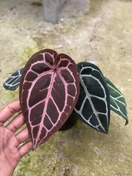 Antara Red Crystallinum NSE — Anthuriums for sale on Inflos