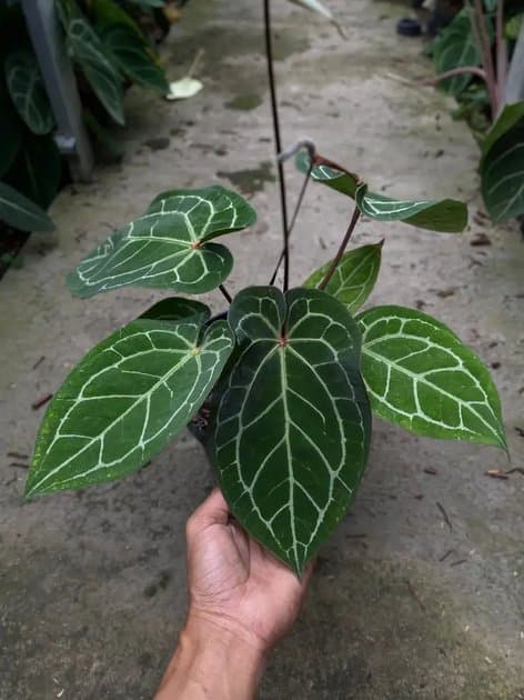Anthurium Red Java x Zara Michelle — Anthuriums for sale on Inflos