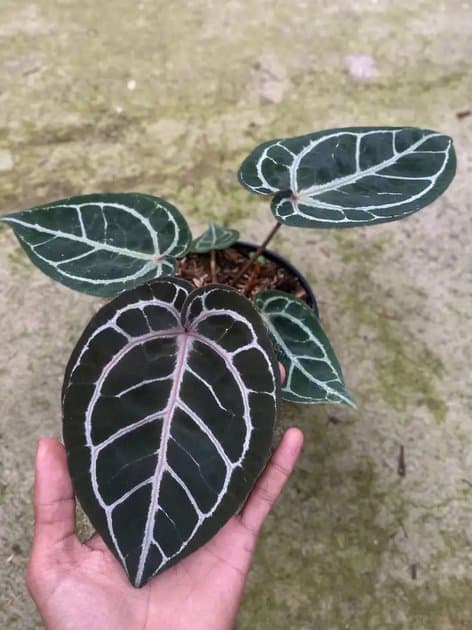 Anthurium Red Tiger x Red Crystallinum NSE — Anthuriums for sale on Inflos