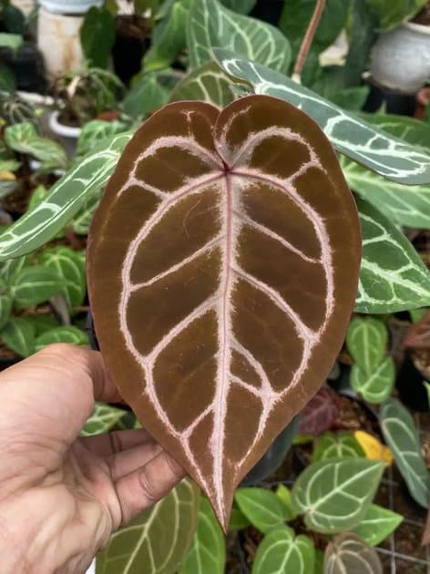 Anthurium Silver Purple x Michelle — Anthuriums for sale on Inflos